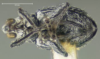 Media type: image;   Entomology 25110 Aspect: habitus ventral view